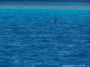 Delphin Tour 146